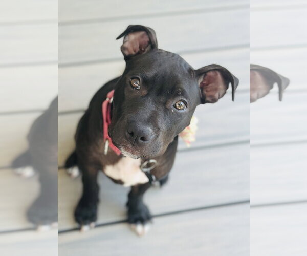 Medium Photo #3 American Pit Bull Terrier-Unknown Mix Puppy For Sale in Rockaway, NJ, USA