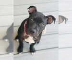 Small #2 American Pit Bull Terrier Mix