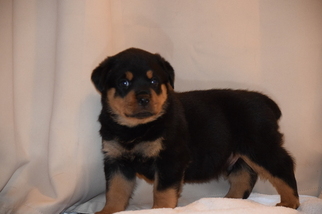 Rottweiler Puppy for sale in SWEDESBORO, NJ, USA