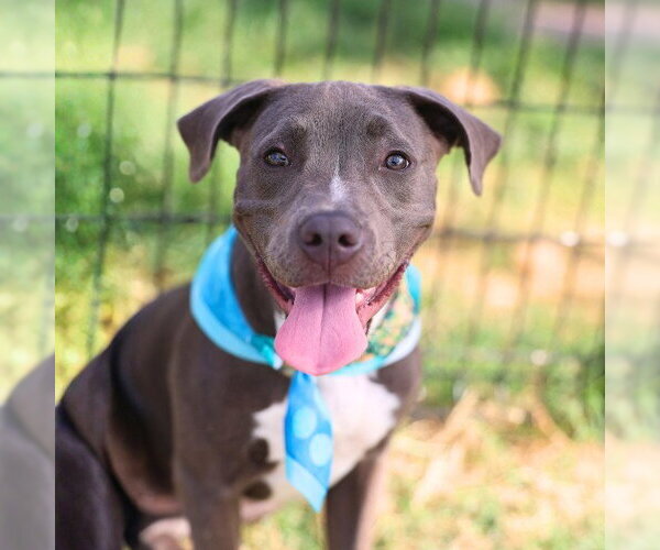 Medium Photo #1 American Staffordshire Terrier-Unknown Mix Puppy For Sale in San Antonio, TX, USA