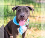 Small American Staffordshire Terrier Mix