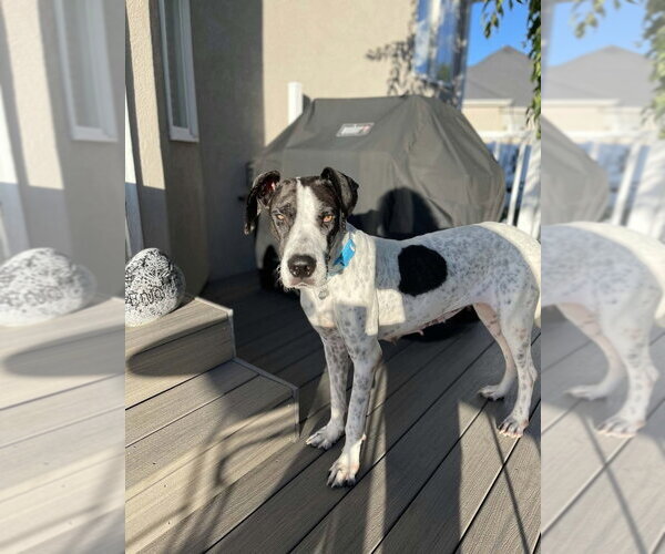 Medium Photo #2 Great Dane-Unknown Mix Puppy For Sale in Salt Lake City, UT, USA