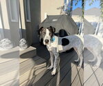 Small #1 Great Dane Mix