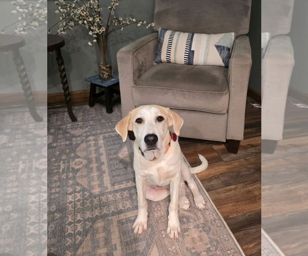 Medium Photo #2 Labrador Retriever-Unknown Mix Puppy For Sale in Genesee, WI, USA