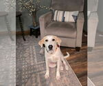 Small #1 Labrador Retriever Mix
