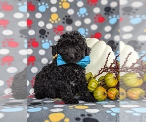 Poodle (Toy) Puppy for sale in NOTTINGHAM, PA, USA