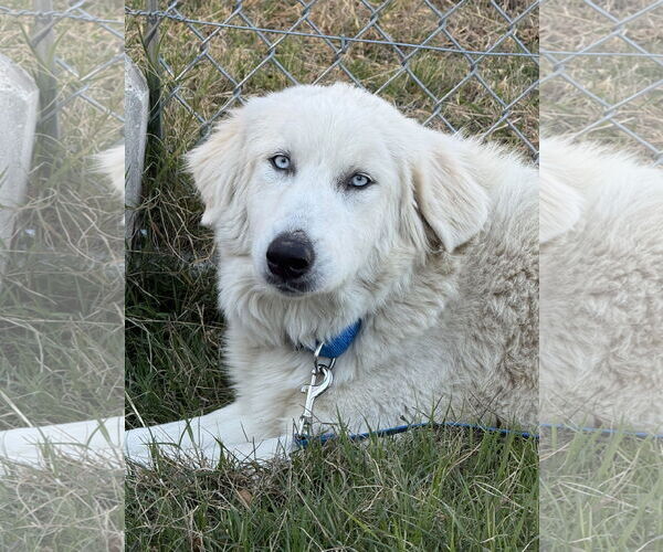 Medium Photo #2 Great Pyrenees-Unknown Mix Puppy For Sale in Croydon, NH, USA