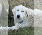 Small #1 Great Pyrenees Mix