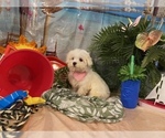 Small Photo #2 Maltese Puppy For Sale in WINSTON SALEM, NC, USA