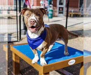 American Staffordshire Terrier Mix Dog for Adoption in San Antonio, Texas USA