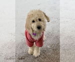 Small #1 Goldendoodle