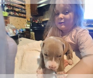 Medium American Pit Bull Terrier