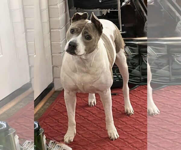 Medium Photo #1 Jack Russell Terrier-Staffordshire Bull Terrier Mix Puppy For Sale in Sykesville, MD, USA