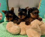 Small Photo #2 Yorkshire Terrier Puppy For Sale in MADEIRA BEACH, FL, USA