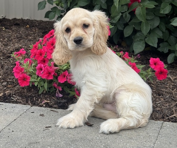 Medium Photo #4 Cocker Spaniel Puppy For Sale in CANOGA, NY, USA