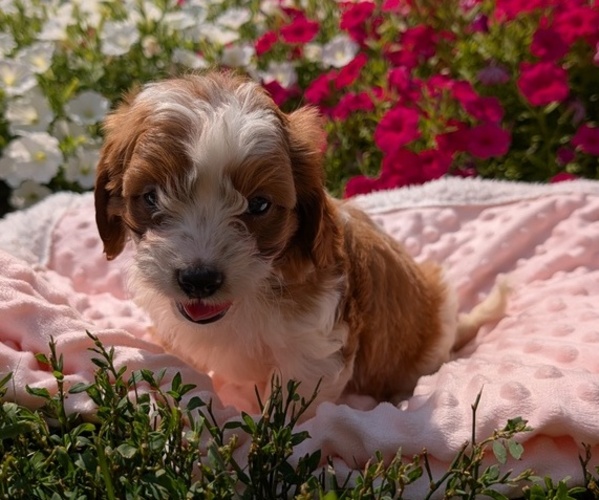 Medium Photo #22 Cavapoo Puppy For Sale in GOSHEN, IN, USA