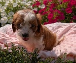 Small Photo #22 Cavapoo Puppy For Sale in GOSHEN, IN, USA