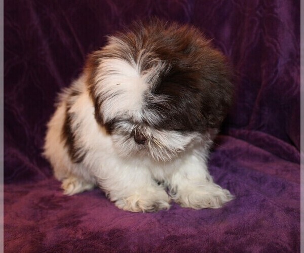 Medium Photo #8 Shih Tzu Puppy For Sale in BLOOMINGTON, IN, USA