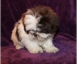Small Photo #8 Shih Tzu Puppy For Sale in BLOOMINGTON, IN, USA