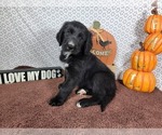 Puppy Woody Golden Mountain Dog