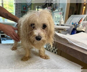 Maltese Dogs for adoption in Benton, LA, USA