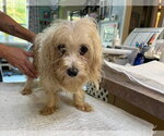 Zermatt (NOT YET AVAILABLE) - Male Maltese Dog for Adoption - Small photo