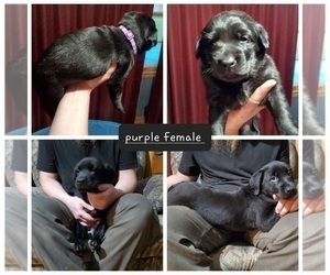 Labrador Retriever Puppy for Sale in BUTLER, Missouri USA