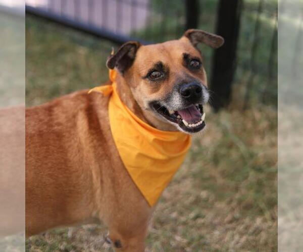 Medium Photo #1 Mutt Puppy For Sale in San Antonio, TX, USA