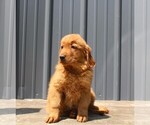 Small Photo #6 Golden Retriever Puppy For Sale in BLOOMINGTON, IN, USA