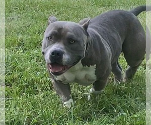 Father of the American Bully puppies born on 10/10/2022