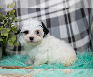 Medium Maltipoo