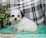 Puppy Miles Maltipoo