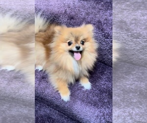 Pomeranian Puppy for sale in EASTVALE, CA, USA