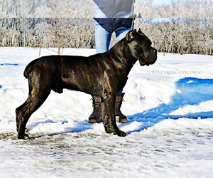 Father of the Cane Corso puppies born on 03/05/2023