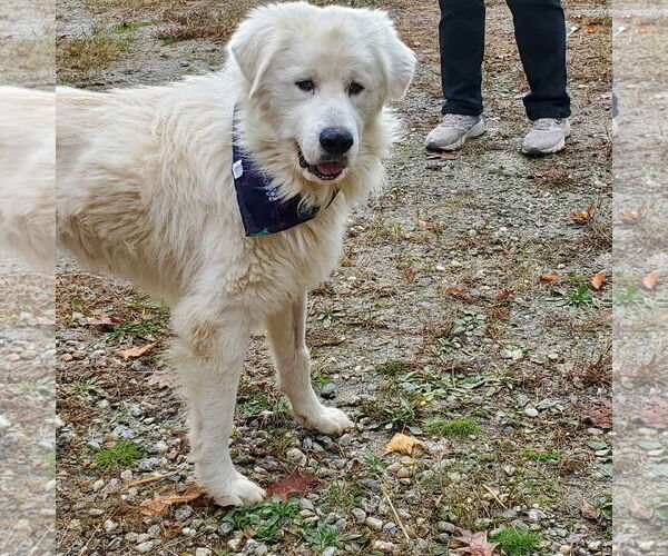 Medium Photo #6 Great Pyrenees Puppy For Sale in Croydon, NH, USA