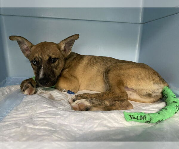 Medium Photo #7 - Mix Puppy For Sale in Forest, VA, USA