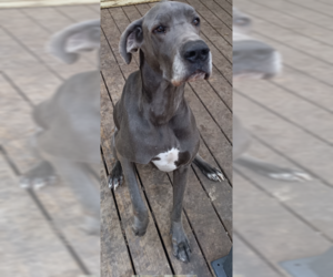 Great Dane Dogs for adoption in McKinney, TX, USA