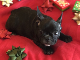 Medium French Bulldog