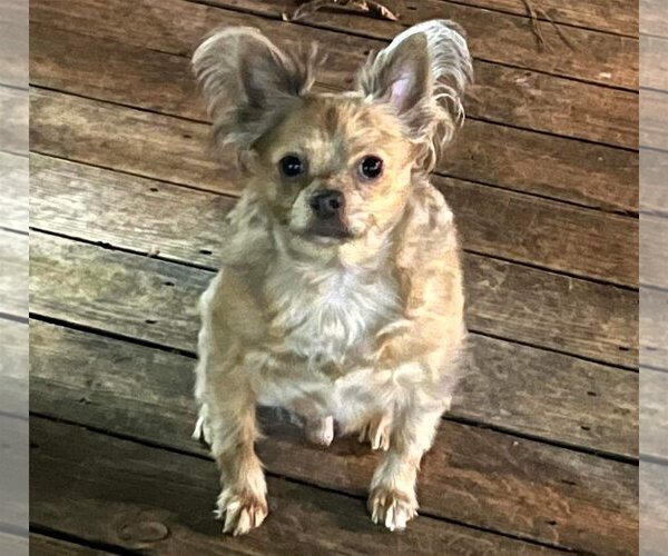 Medium Photo #4 Boston Huahua Puppy For Sale in Texarkana, TX, USA