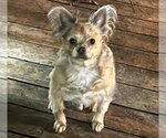 Small Photo #4 Boston Huahua Puppy For Sale in Texarkana, TX, USA