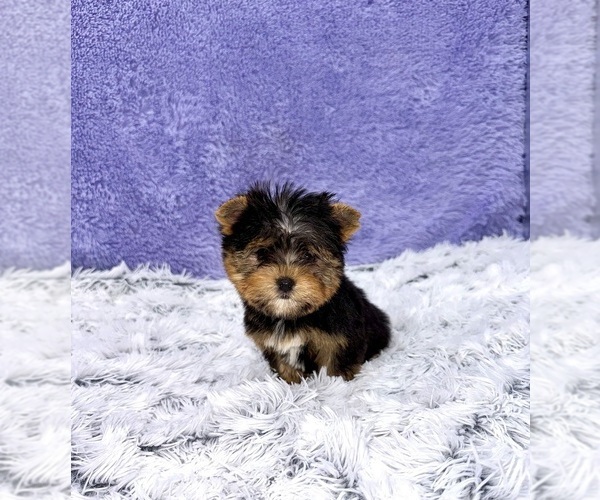 Medium Photo #3 Yorkshire Terrier Puppy For Sale in SANDY HOOK, KY, USA
