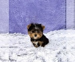 Small Photo #3 Yorkshire Terrier Puppy For Sale in SANDY HOOK, KY, USA