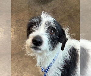 Mutt Dogs for adoption in Boston, MA, USA