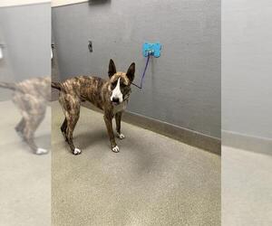 Bull Terrier-Unknown Mix Dogs for adoption in Las Vegas, NV, USA