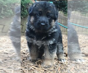 German Shepherd Dog Puppy for sale in ROSWELL, GA, USA