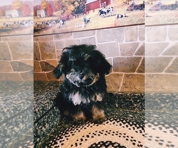 Medium Photo #1 Poodle (Toy) Puppy For Sale in SENECA FALLS, NY, USA