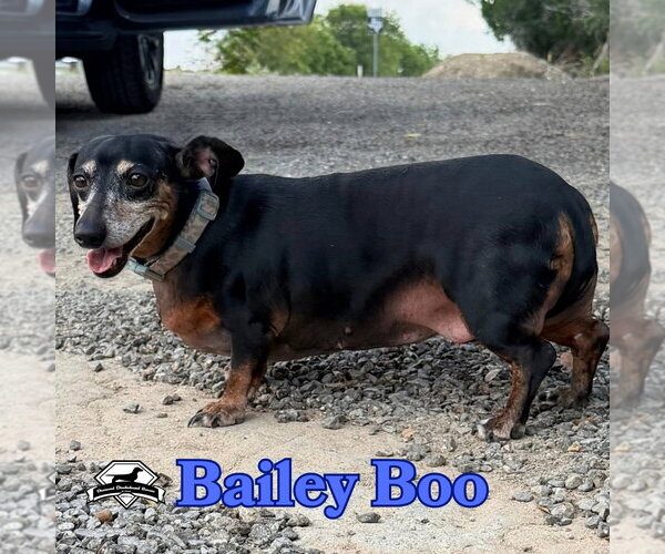 Medium Photo #8 Dachshund Puppy For Sale in San Antonio, TX, USA