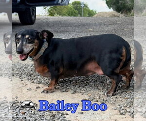 Bailey Boo - Female Dachshund Dog for Adoption - Photo #8