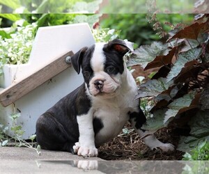 Boston Terrier Puppy for sale in FREDERICKSBG, OH, USA