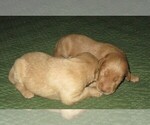Small Photo #6 Labradoodle Puppy For Sale in LINCOLN, AL, USA